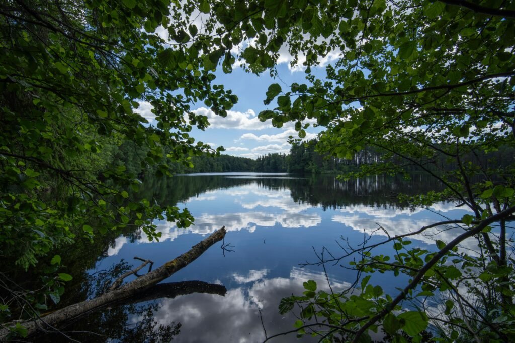 Peaceful lake reflection surrounded by dense forest and clear sky, perfect for nature enthusiasts.